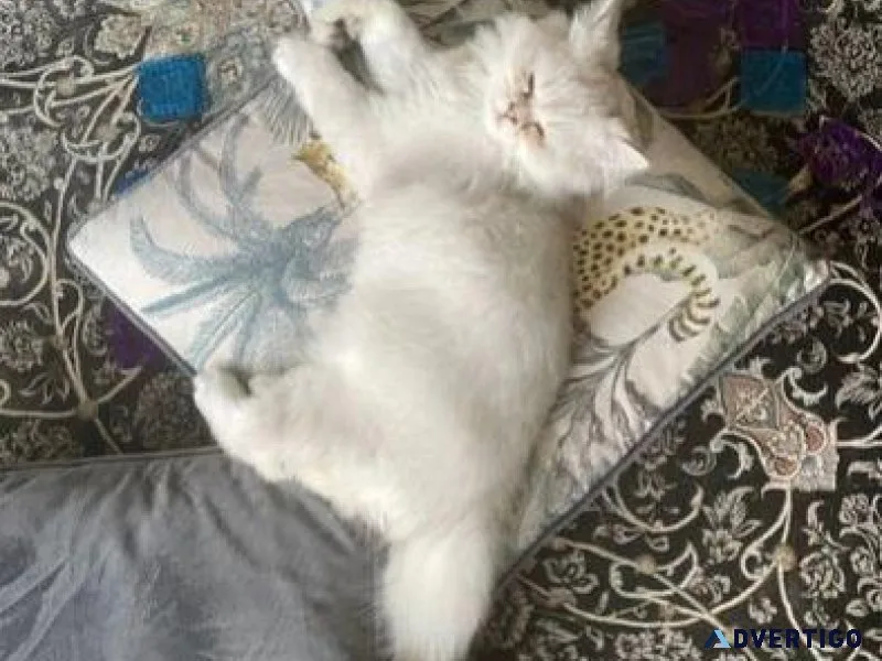 Pedigree Persian Kittens ready now