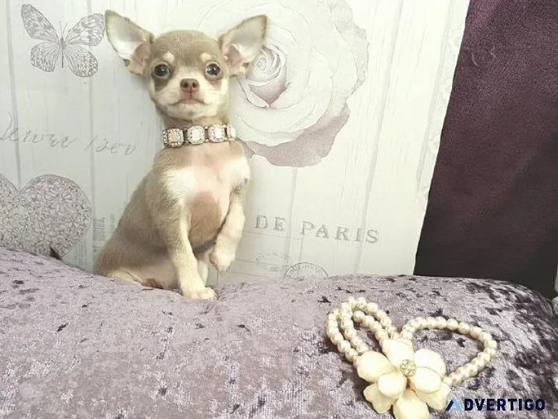 Tcup Chihuahua Puppies For Sale