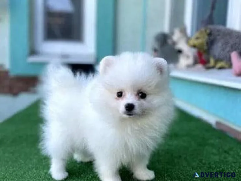 Pomeranian Puppies Available.