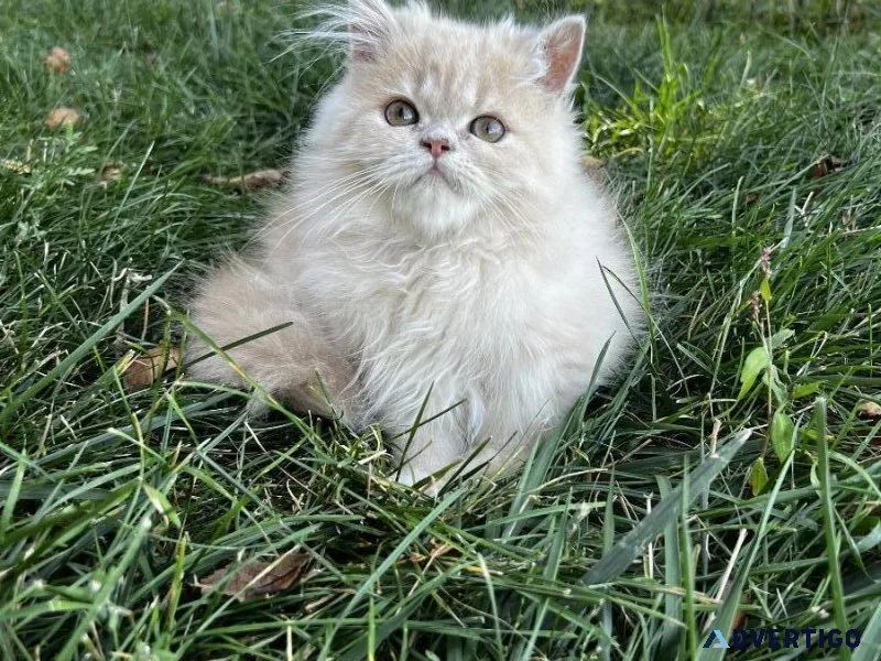 Doll face Persian male kitten