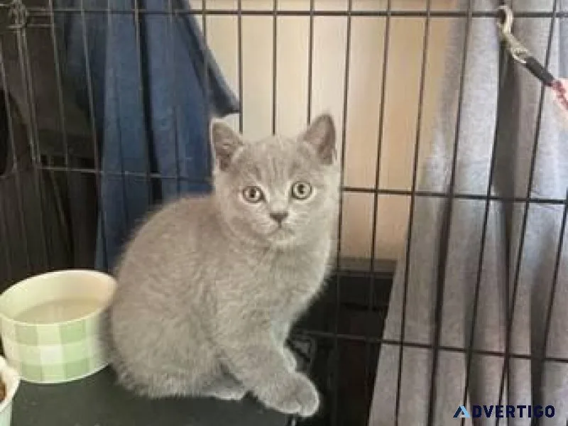 Rehoming Scottish fold
