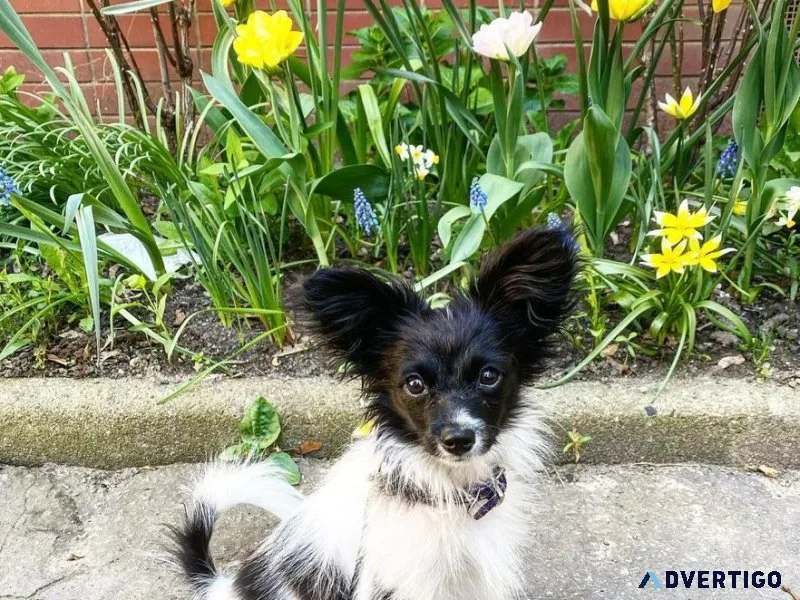 Affectionate Papillon Puppies Ready To Go