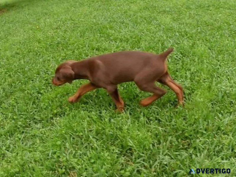 Well Trained Doberman Pinscher Puppies.