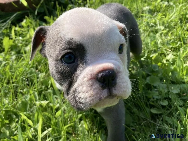 Olde english bulldogge puppies