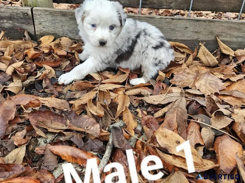 AKC Australian Shepherd Male s