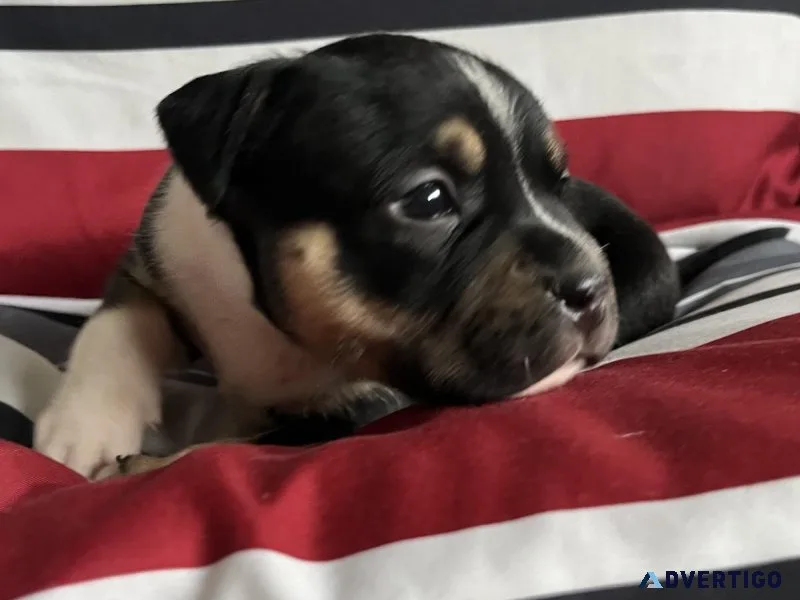 Tricolor American Bully