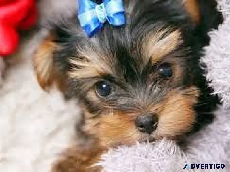 Tiny yorkiepoo s