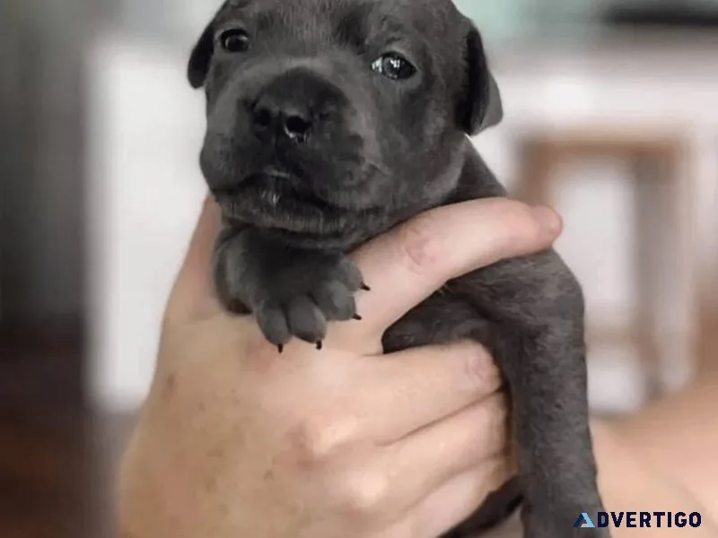 Staffordshire bull terriers puppies