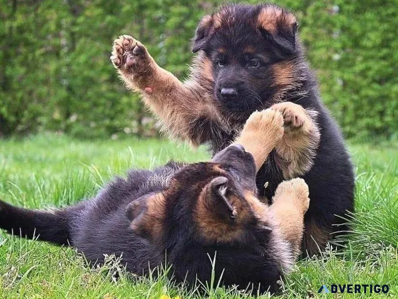German Shepherd Puppies