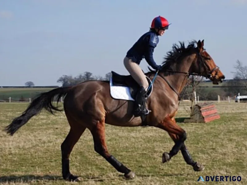 Horse riding classes Bangalore  Zippy
