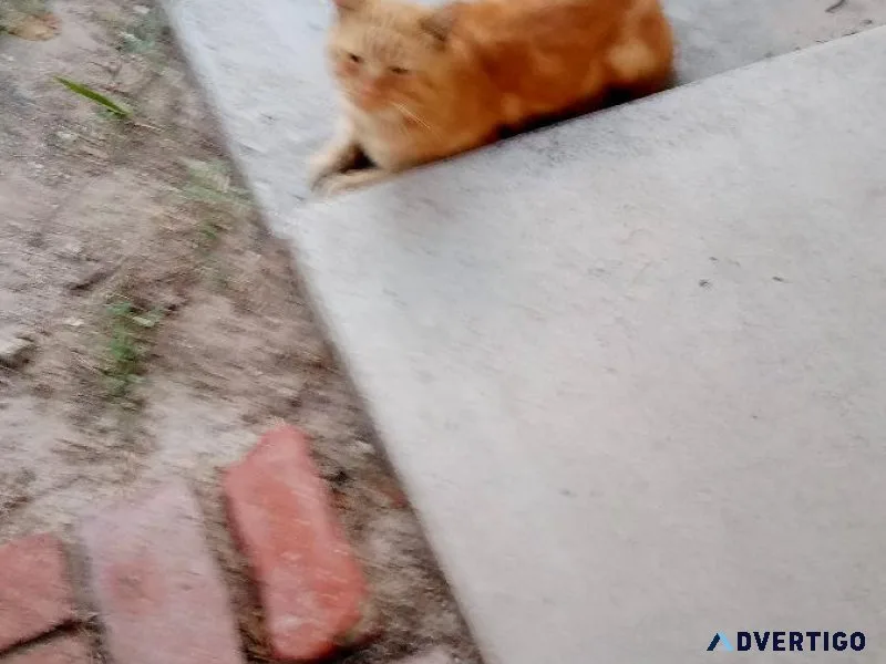 Orange male cat