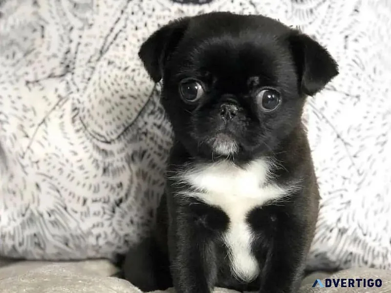 Nice Looking Pug Puppies