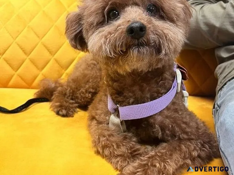 International Pet Passport