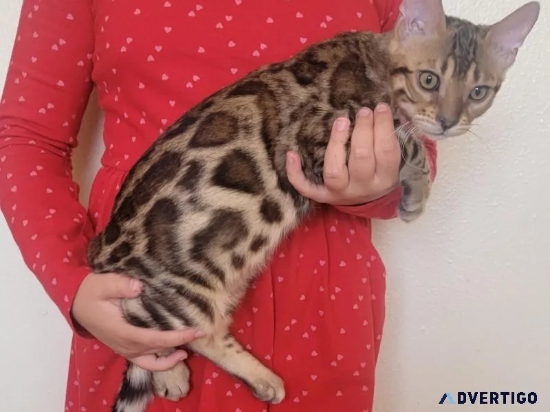 BENGAL KITTENS EUROPEAN BLOODLINES