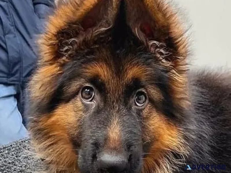 German shepherd puppies for adoption.
