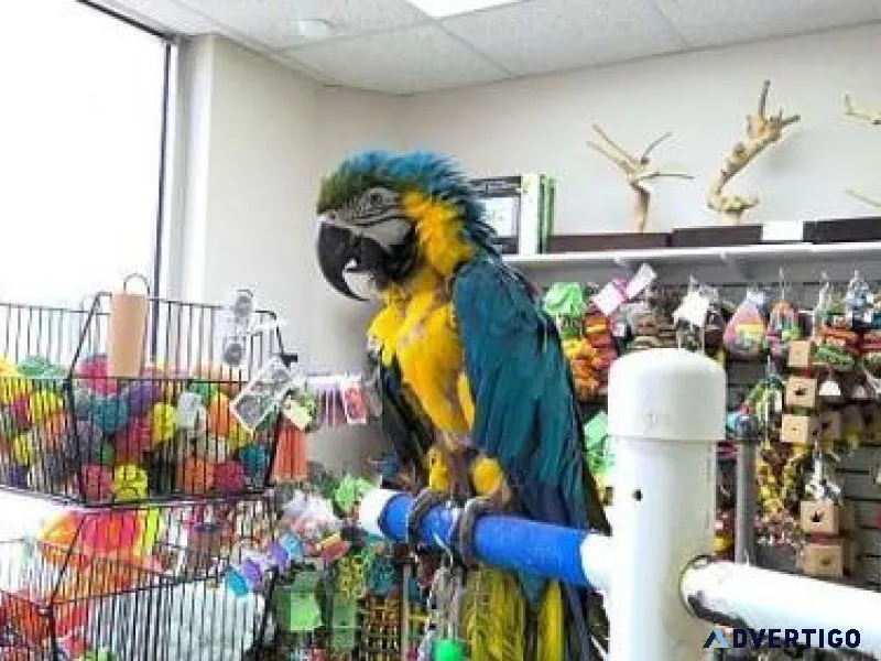 Blue And Gold Macaw