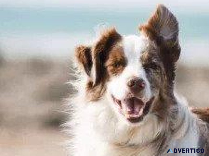 Summer Cat Tips - Veterinarians in Aurora CO