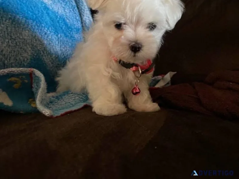 Toy Maltese puppies