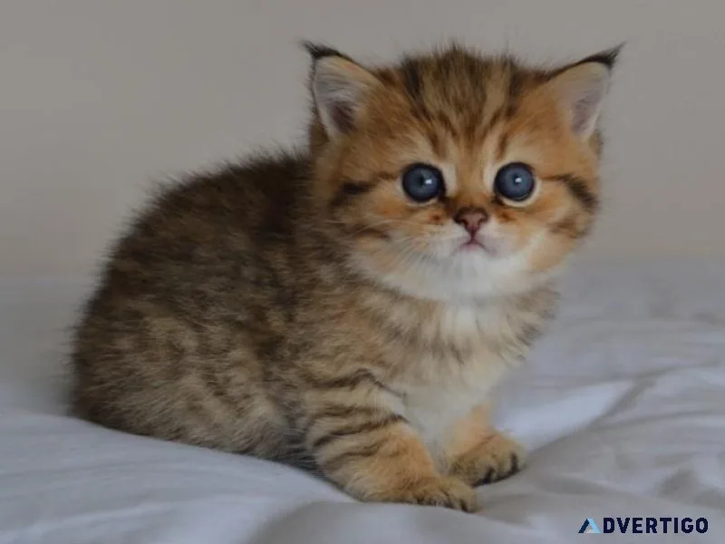 Exotic Shorthair Kittens