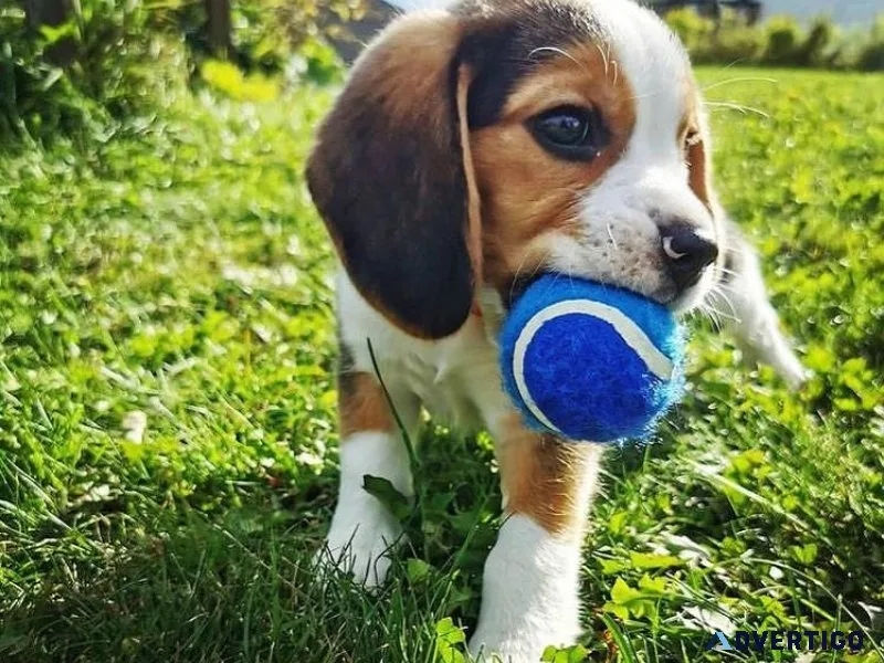 Fully Tested Male and Female Beagle Puppies