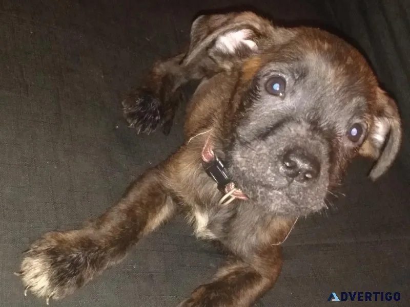 American Bulldog Mixed Puppies