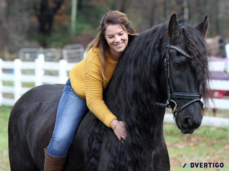 registered Friesian mare horse