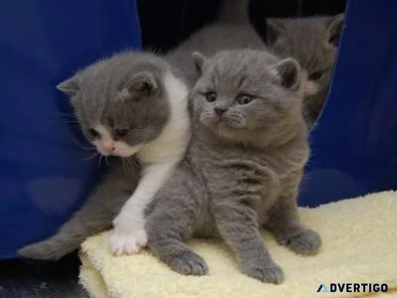 British Shorthair Kittens.