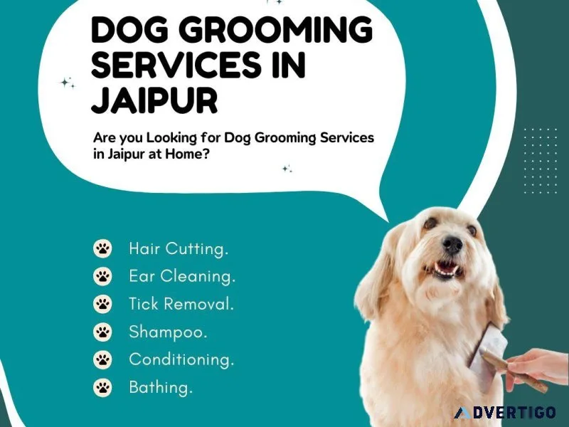 Dog Grooming Services in Jaipur