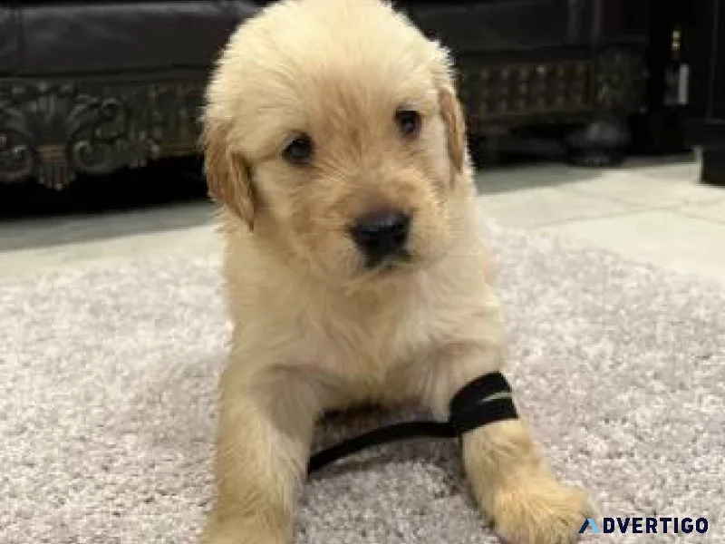 Golden Retriever puppies