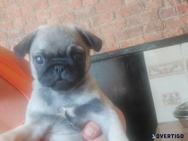 2 gorgeous male pug puppys for sale