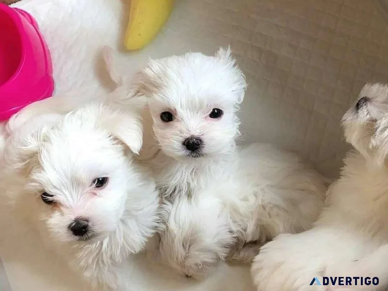 Beautiful Teacup Maltese puppies