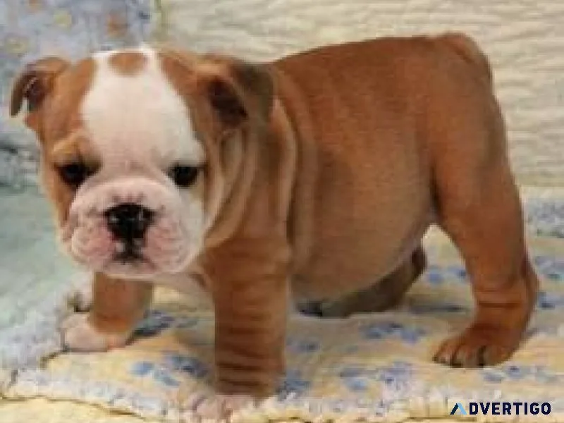English Bulldog Puppy for Sale