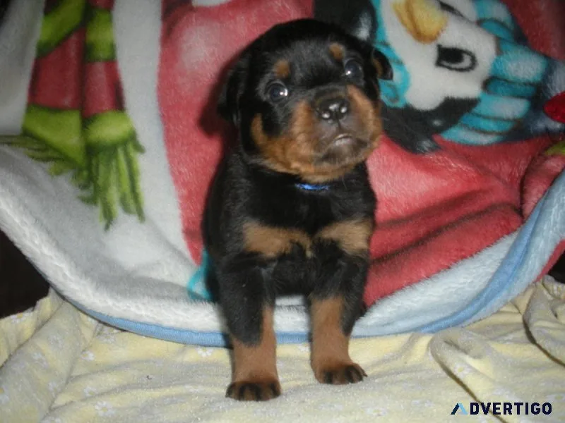 Rottweiler puppies for sale