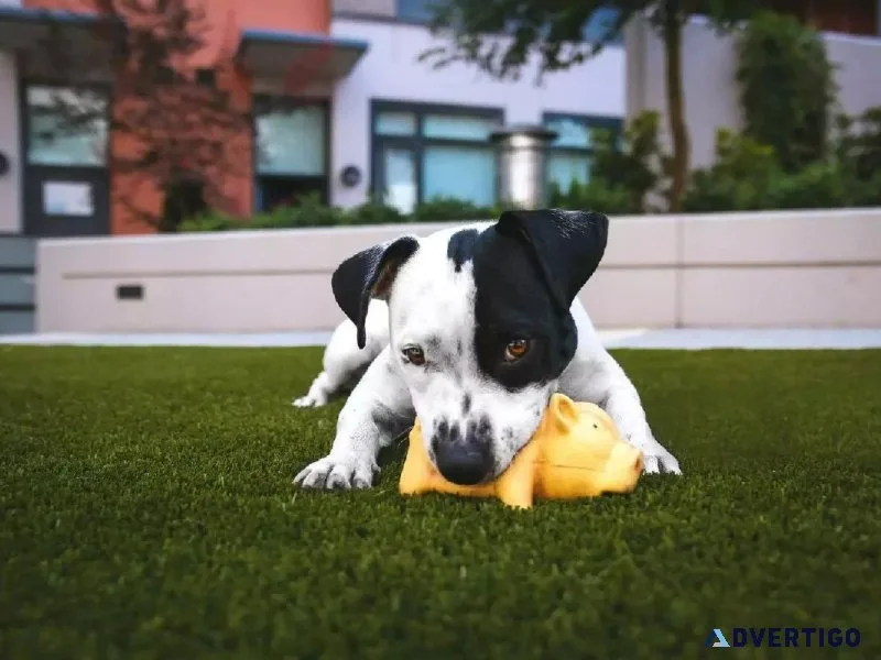 Canine Enrichment - Vet in Cedar City UT