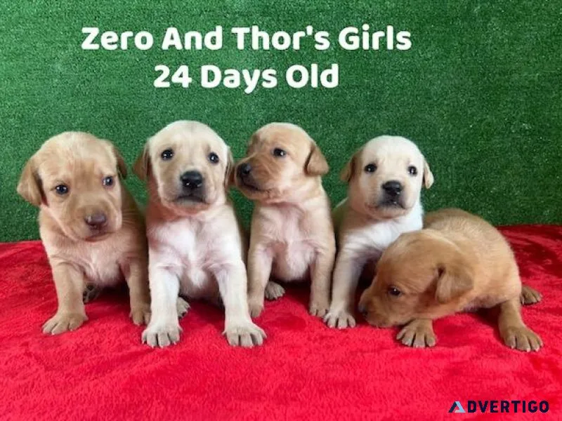 Christmas Lab Puppies