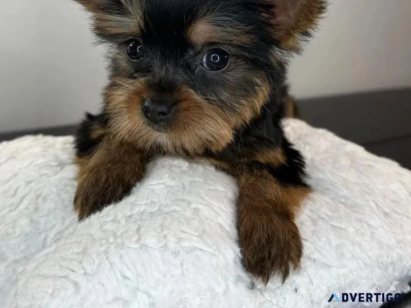 Yorkshire Terriers puppies for sale