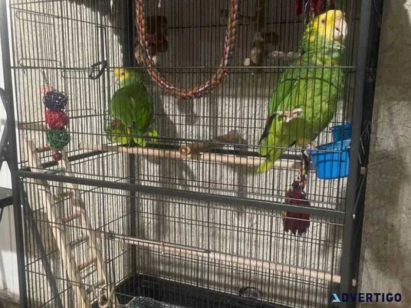 Amazon Parrots
