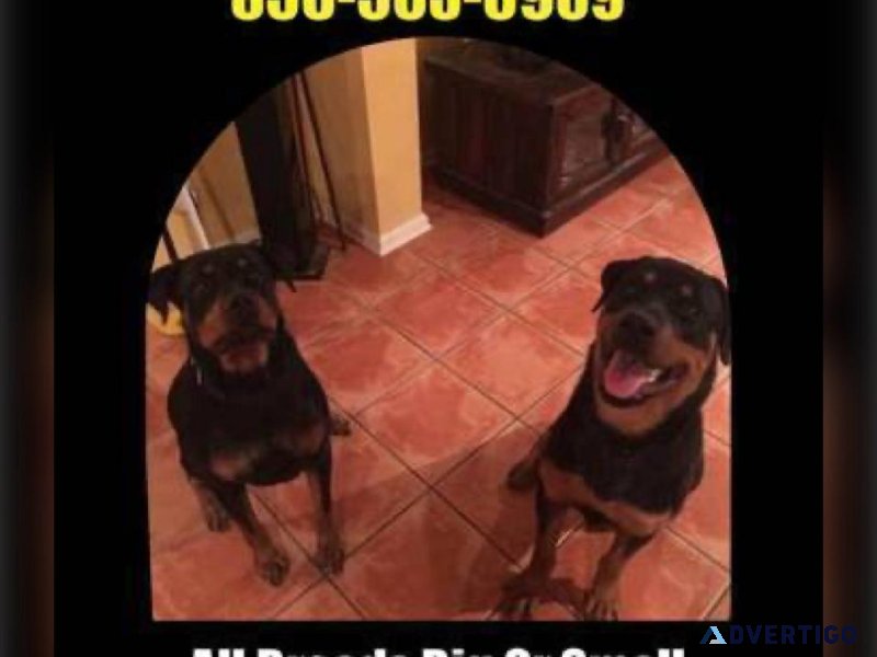 Advance obedience training