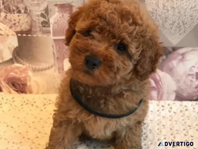 Vet Checked Standard Poodle puppies