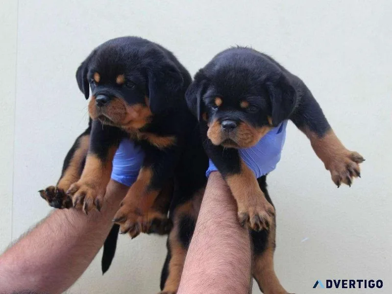 Beautiful AKC German Rottweiler Puppies