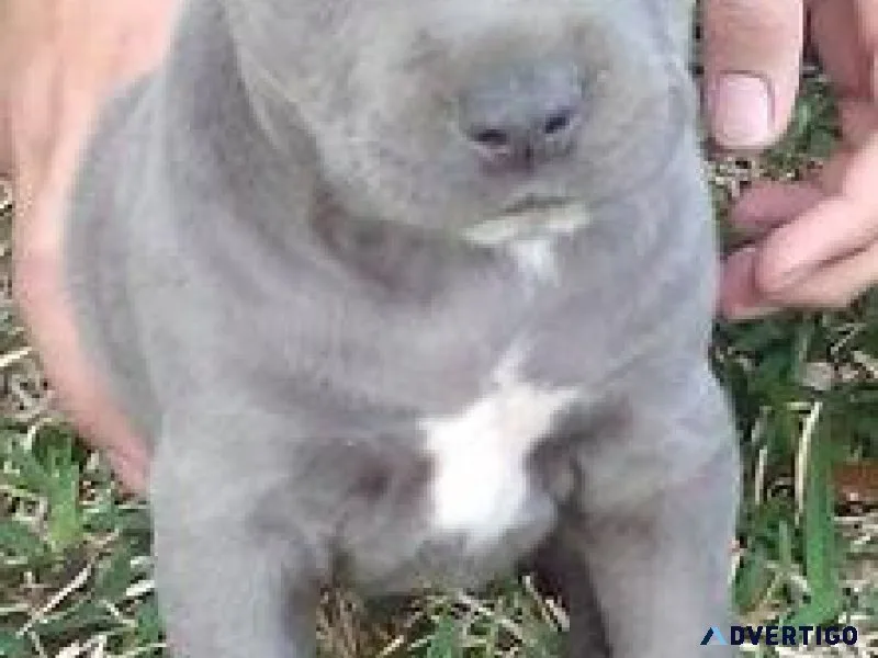 Pittbull