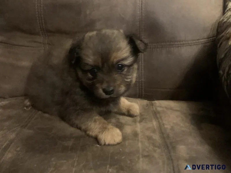 Adorable Pomeranian puppies