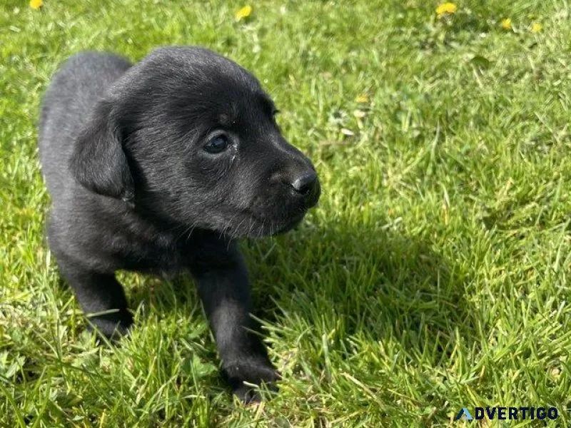 Male and female Lap Puppies For rehoming
