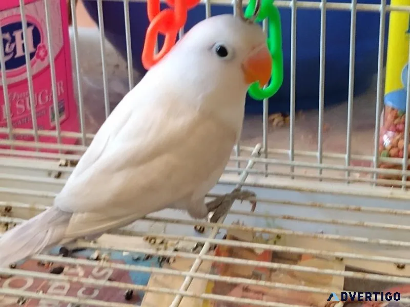 Fisher love birds