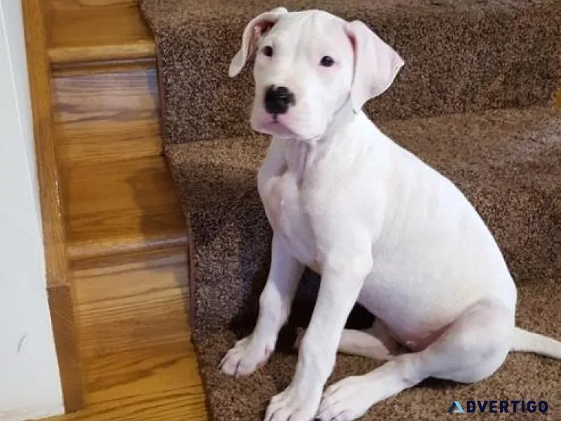 Well Socialized Dogo Argentino puppies