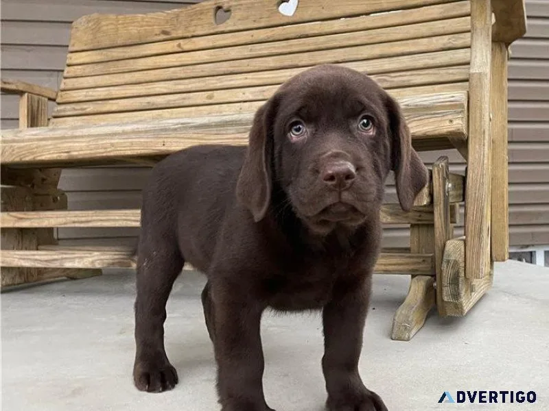 Labrador Puppies for sale