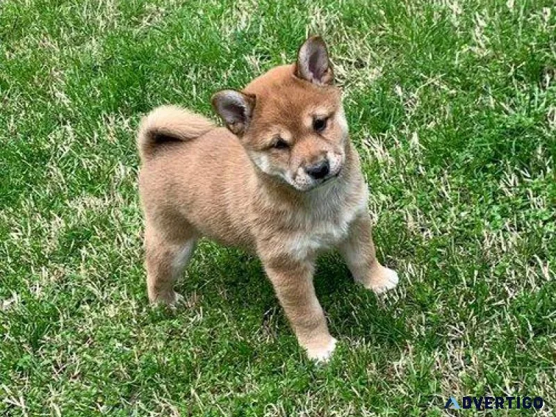 AKC Registered Shiba Inu Puppies