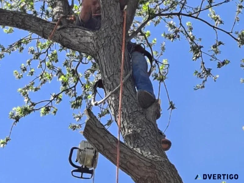 Quincy Tree Removal and Stump Grinding