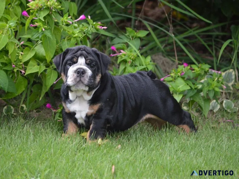 AKC English Bulldogs