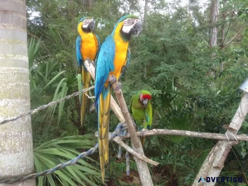 Blue and Gold Macaw parrot &quotPair&quot